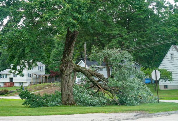 Best Best Tree Removal Services  in St James, NC